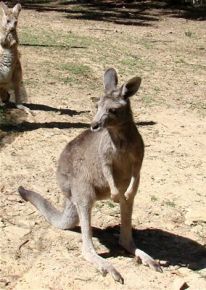 Kangaroo_ABC_Local_Margaret_Burin.jpg